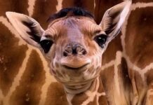 Mladunče žirafe s neobičnom „frizurom“ osvaja internet žirafa