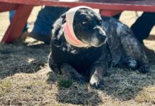 Drama u dvorištu: Poluslijepa kujica otjerala gladnog medvjeda